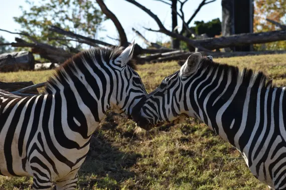 Kasino Sticky Wilds Podpora